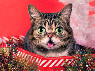 Real life cat LIL BUB shares new video 'New Gravity'