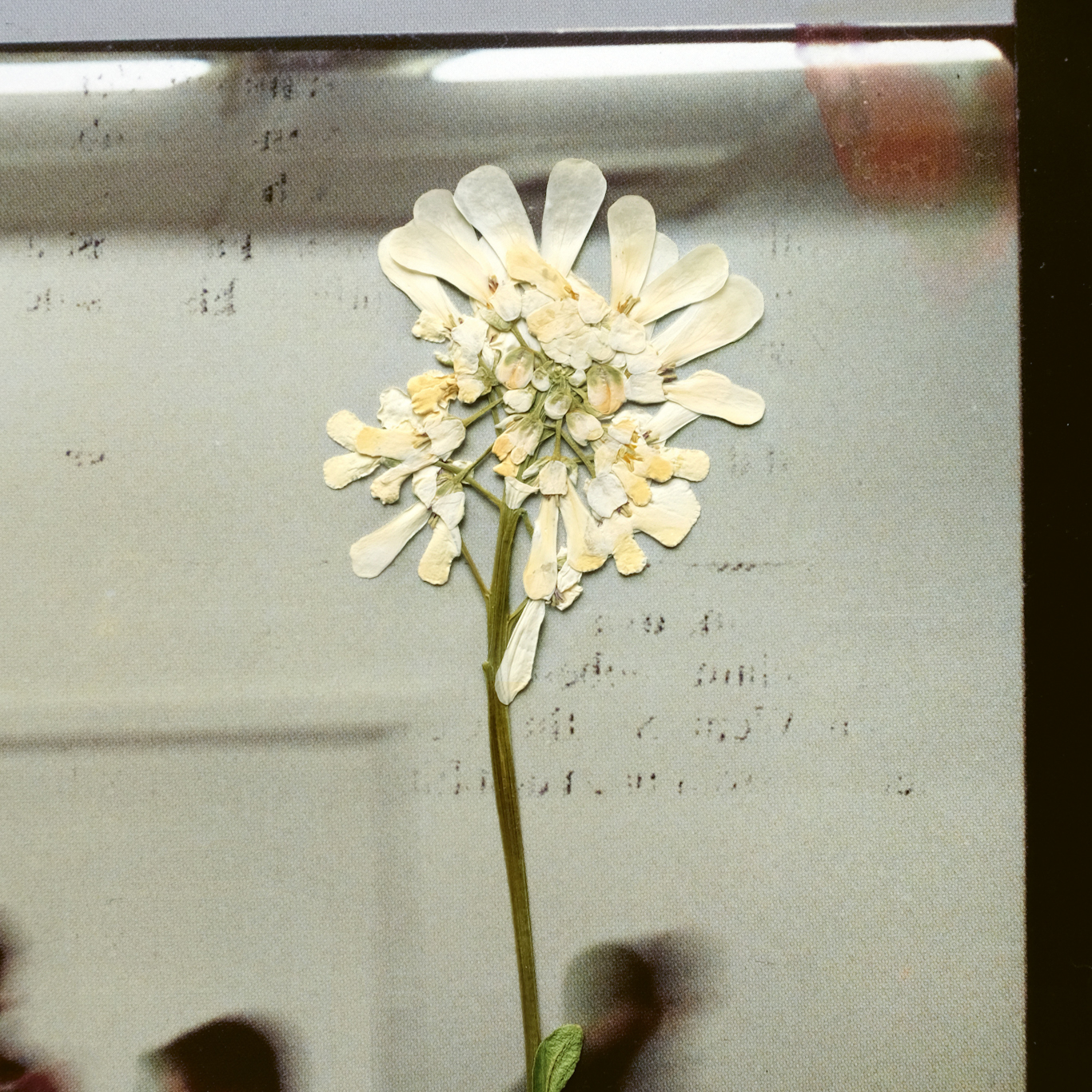 DAUGHTER announce new album 'Stereo Mind Game' - out 7th April 83 Stereo Mind Game