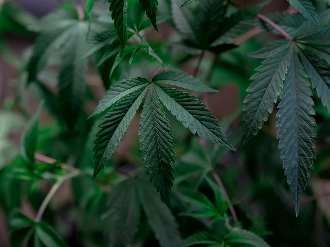 Medical Cannabis