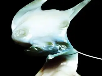 ARCA: Releases XEN (????? EDITION) and announces live dates