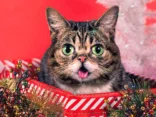 Real life cat LIL BUB shares new video 'New Gravity'