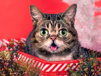 Real life cat LIL BUB shares new video 'New Gravity' 81 Real life cat LIL BUB shares new video 'New Gravity'