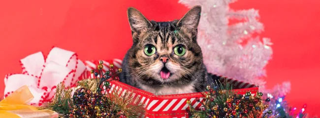 Real life cat LIL BUB shares new video 'New Gravity'