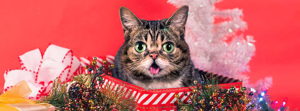 Real life cat LIL BUB shares new video ‘New Gravity’
