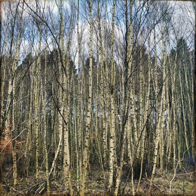 REVIEW: Wozniak – The Space Between The Trees