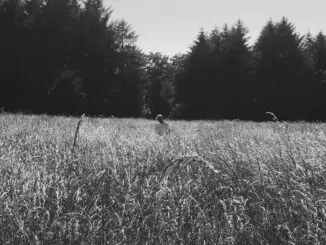 Scottish artist JACK STARK shares captivating new single 'As Feathers' - Listen!