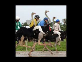 TRACK PREMIERE: Winachi - Characters