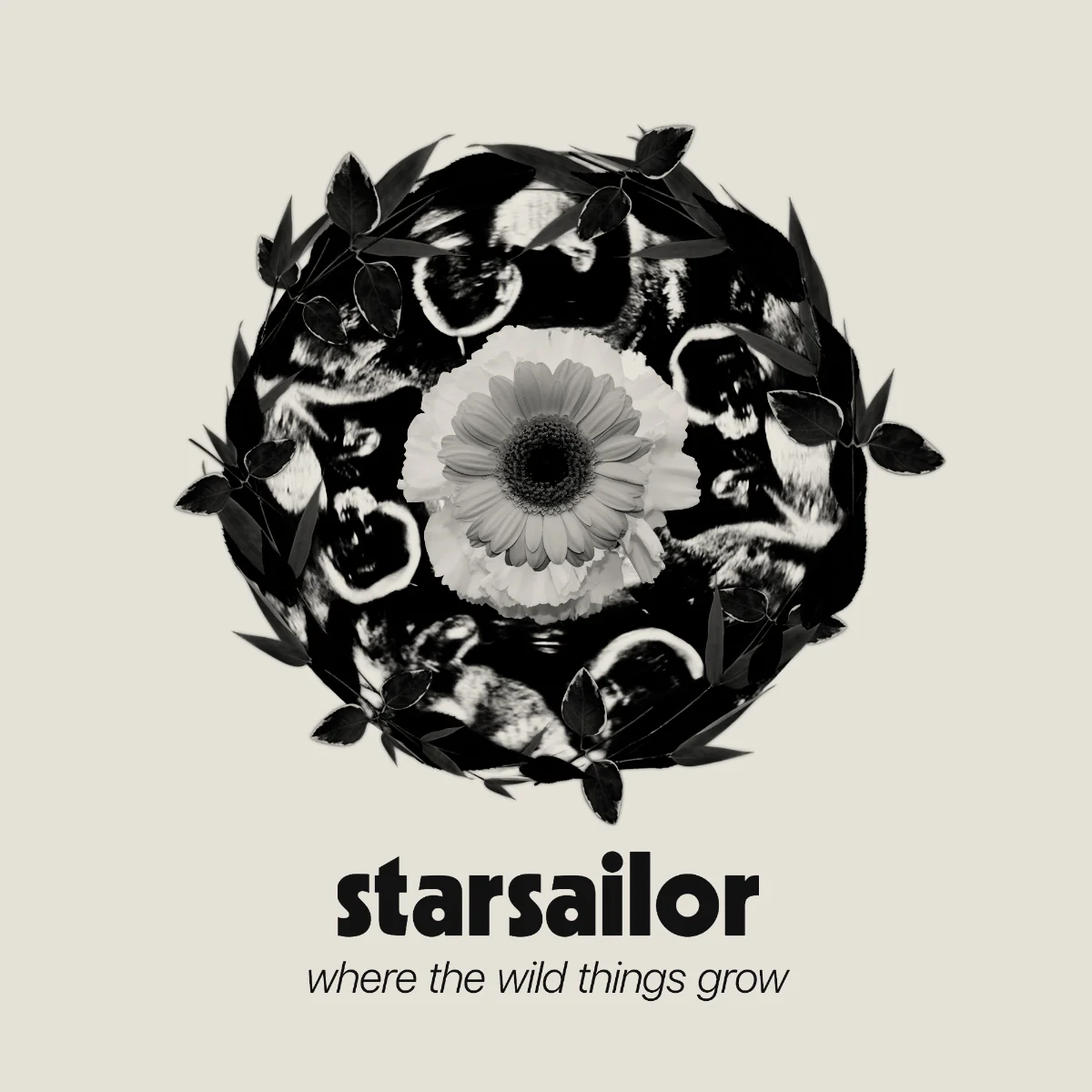 ALBUM REVIEW: Starsailor – Where the Wild Things Grow